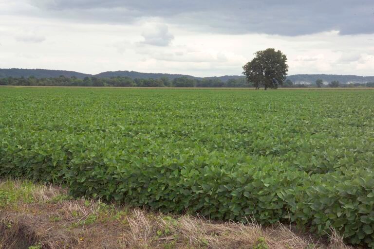 Healthy soybean field